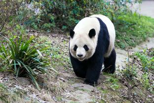 克洛普：还不知道为这场胜利付出的代价，若塔看起来伤情最严重